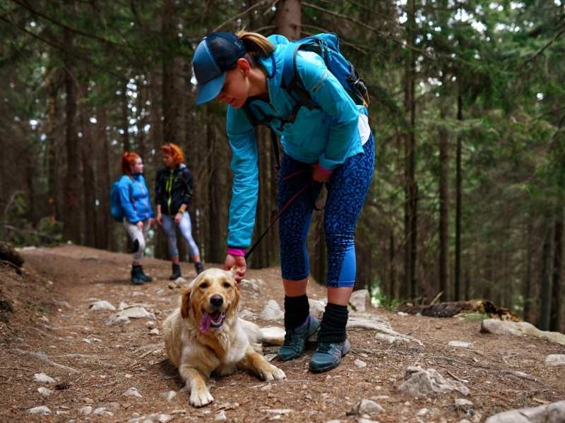 dog resting after hiking