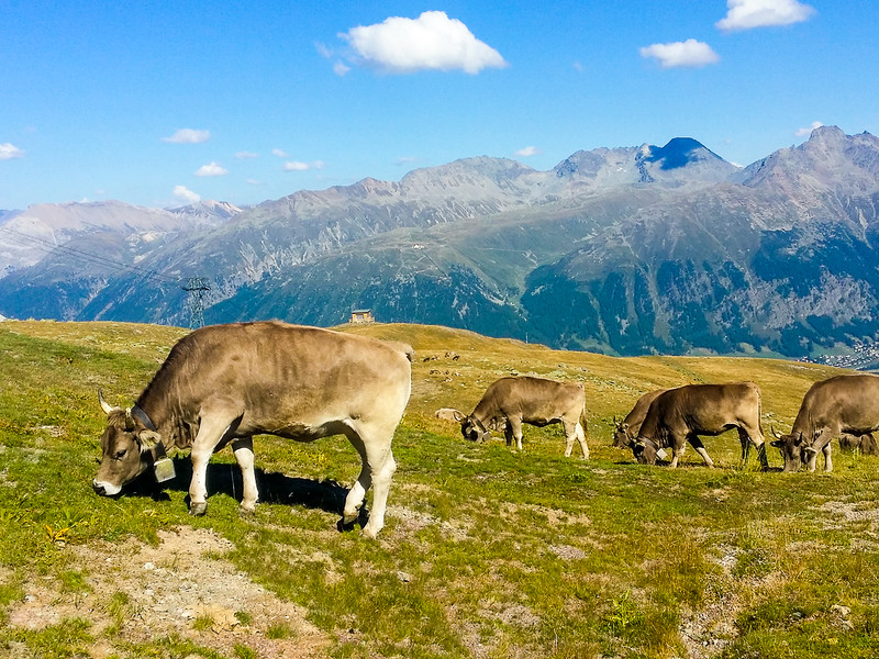 Cows grazing in the Engadin mountains in Swizterland.