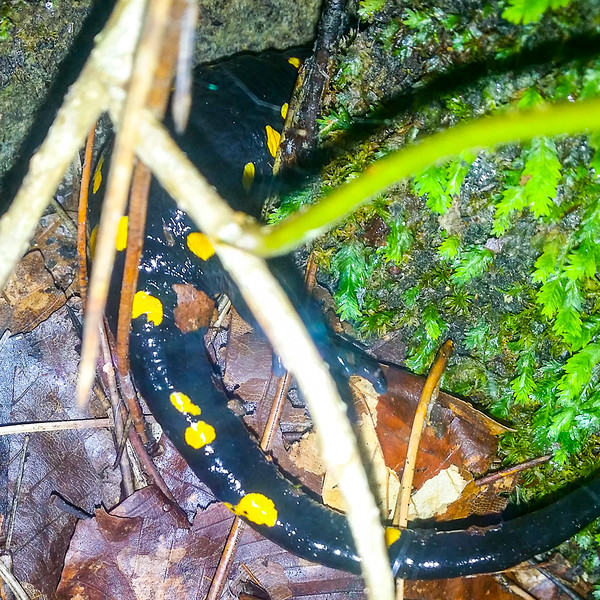 A salamander, one of the 30 amphibian/reptile species found in Mount Olympus National Park in Greece. 