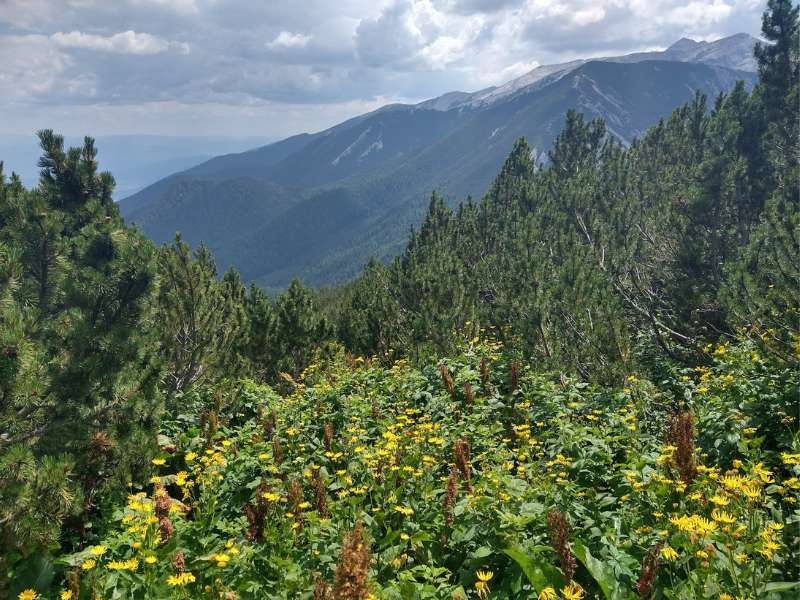 Wenn dein Wanderweg mit Brennnesseln und Wildblumen überwuchert ist, ist es wichtig, dass du dich mit Menschen umgibst, die dich anspornen und dir helfen, es zu schaffen.