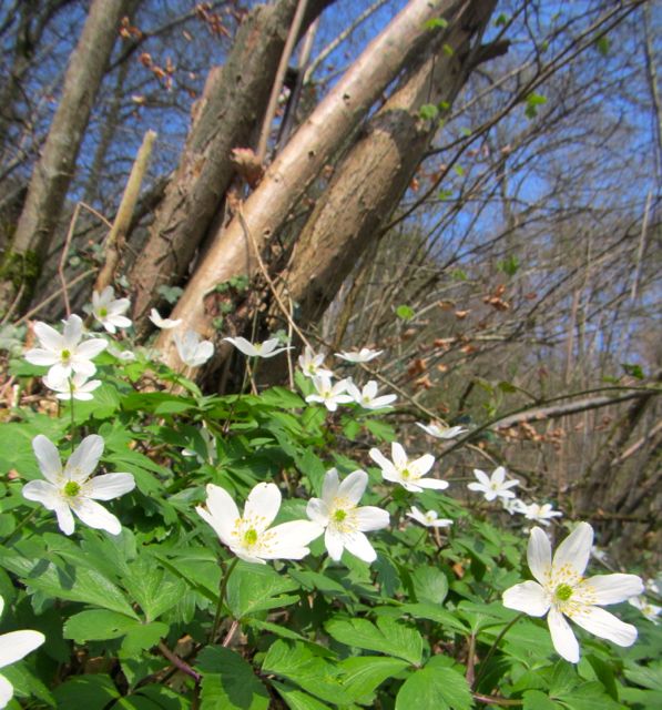 flowers and forest seen in the Luxembourg Ardennes