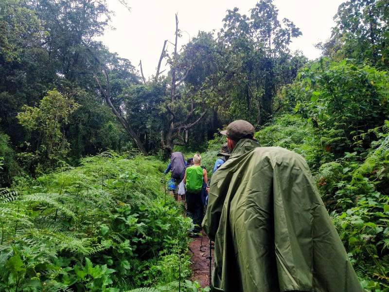 hikers walking the kilimanjaro trail day 1