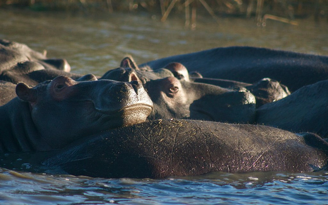 hippo tour in iSimangaliso Wetland Park, South Africa