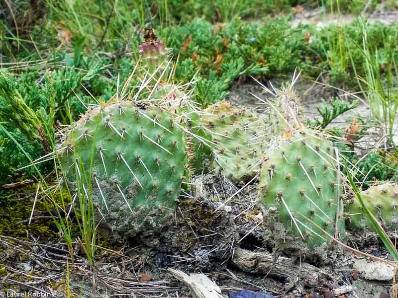 prickly pear cactus in Horseshoe Canyon near Drumheller