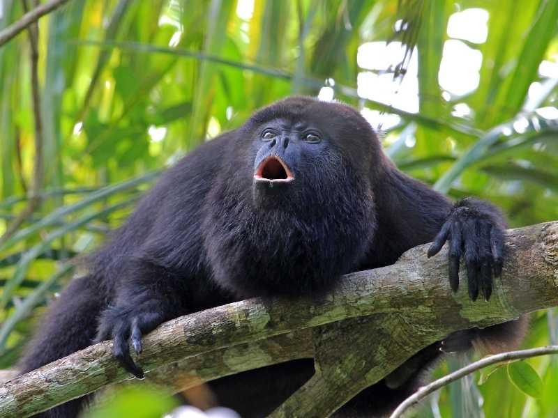 listen to howler monkeys when in Mexico