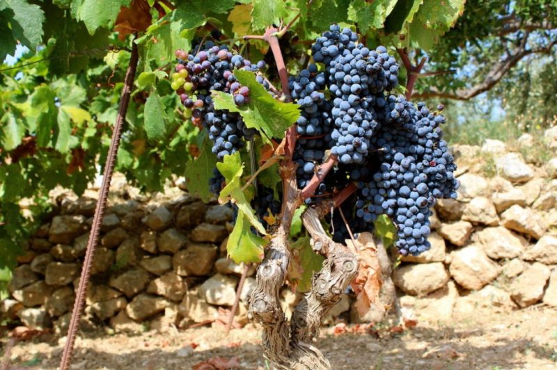 The vineyards are unrivalled in Hvar, Croatia