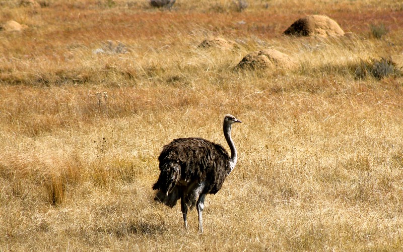 Ostrich in South African wildlife, South Africa