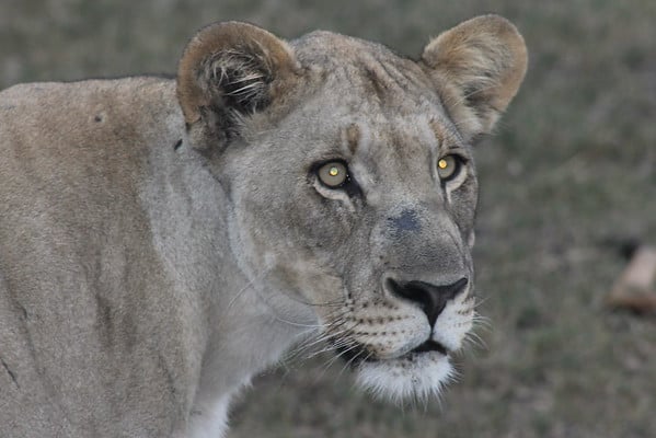 Watching a lioness hunt was a higlight of my African adventure in South Africa