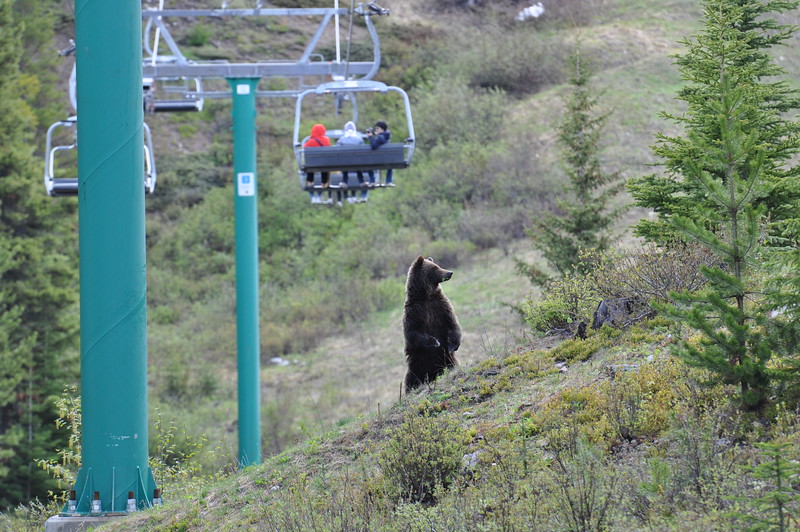 Grizzly bear