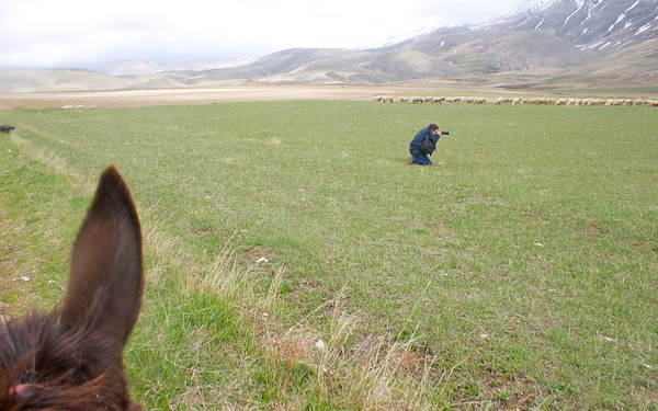 monti sibillini sheppard with his sheep