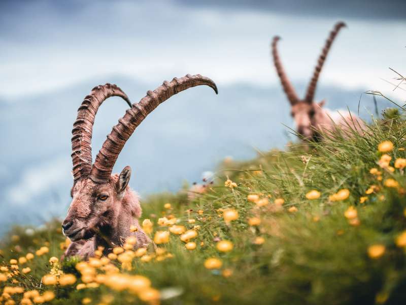 you may see Ibex on your Gran Paradiso hiking tour