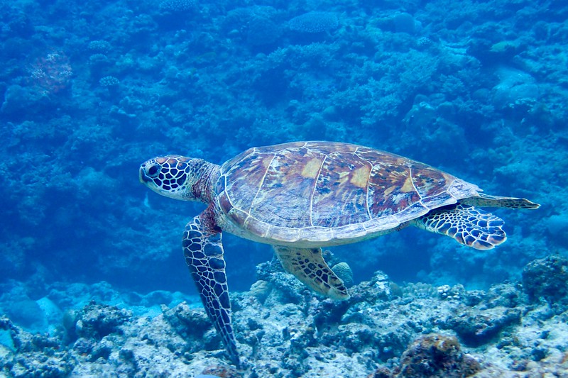 You're likely to see sea turtles when diving in Okinawa, Japan.