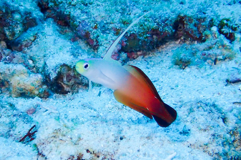 Gobi living in the coral reefs of Keramashoto National Park in Okinawa.