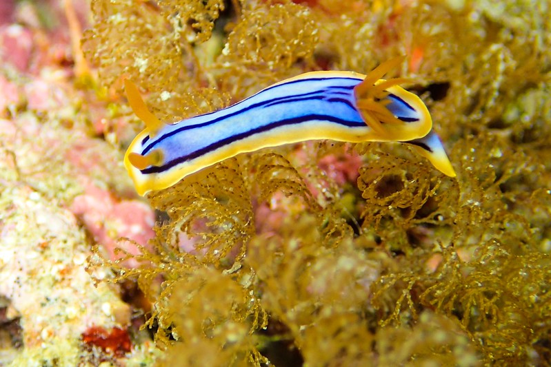 Nudibranch seen while diving in Okinawa. 