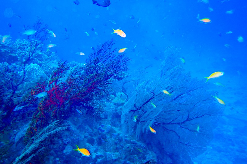 Coral reefs surround each of the islands in Okinawa, making it a diver's paradise. 