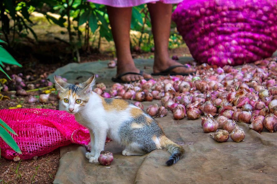 Kitten playing with an onion at an onion farm in Hiriwadunna Village, Sri Lanka.