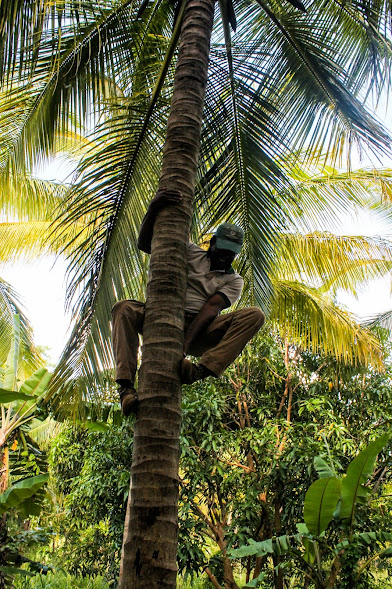 Sri Lankan local climbing a coconut tree.