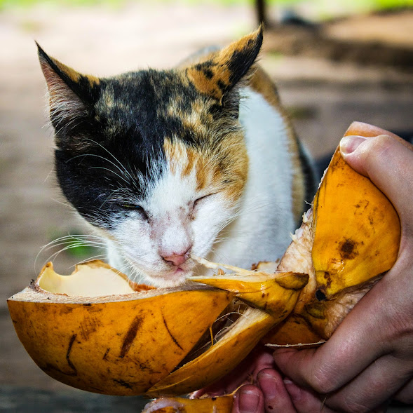 Cat drinking coconut milk. 