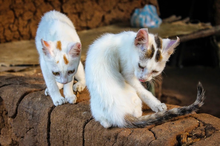 Lots of cats at the Sri Lankan village.