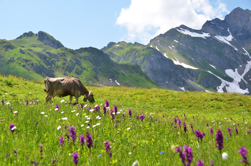 You'll see cows on your TMB hiking trip.