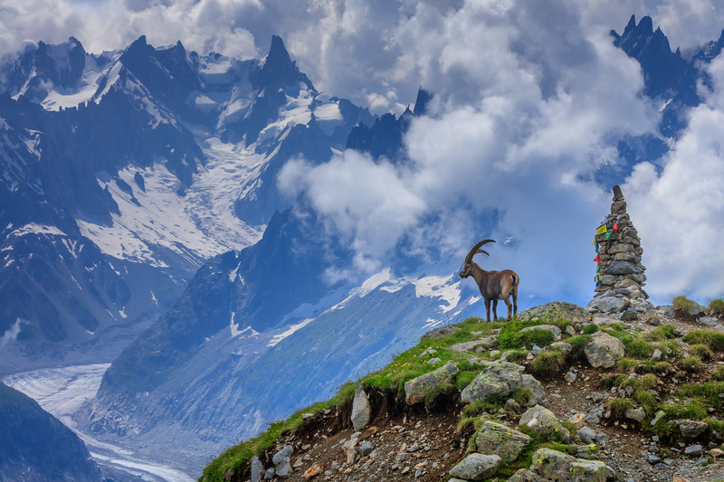 Ibex in front of Mont Blanc.