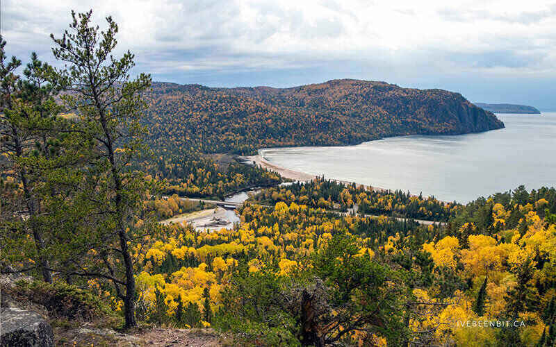 Larch Trees on the Nokomis Trail near Lake Superior, Canada. 