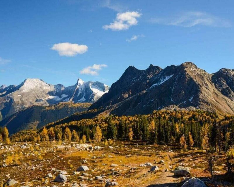 Larch trees can be seen when hiking up to Jumbo Pass in Kootenay