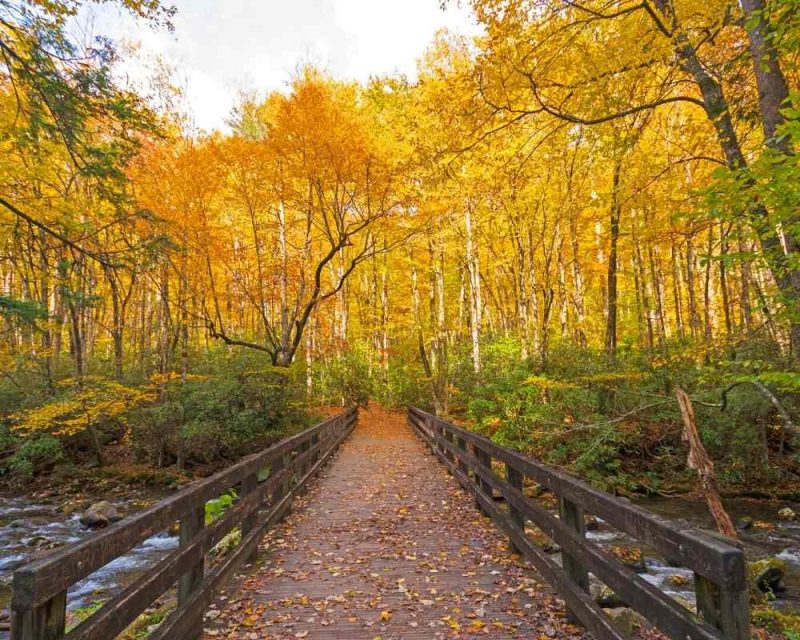 The Kephart Prong Trail is magical during Fall.