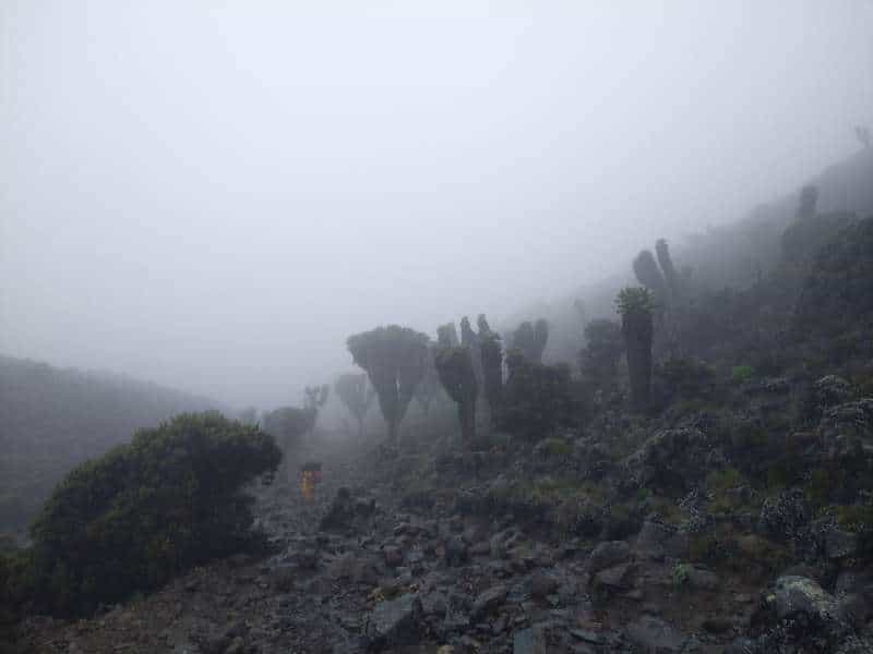 giant groundsels trees as seen on day 4 hiking the kilimanjaro