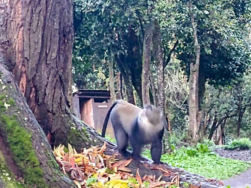 animals seen in Kilimanjaro tour - Lemosho route