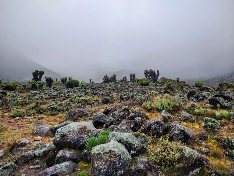 Kilimanjaro tour - Lemosho route