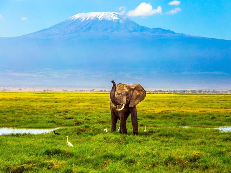 elephant with Mount Kilimanjaro in the background, the highest peak in Africa. Check out our Lemosho hiking tour.