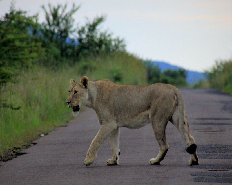 Live animal cameras in the wild