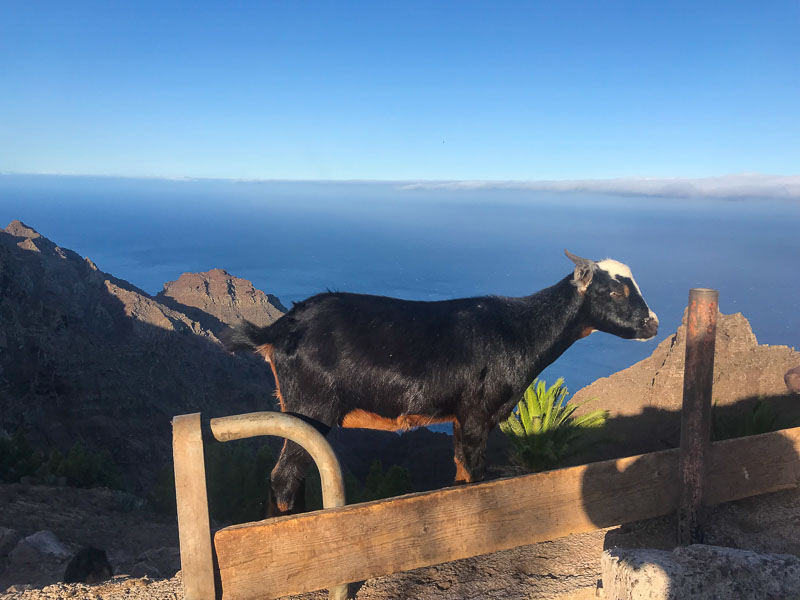 hiking in la gomera