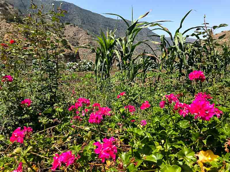 Locals have beautiful flowers in their garden or pots in La Gomera.