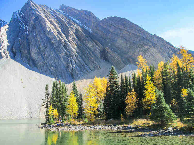 Larch Trees in Chester Lake Alberta Canada, the perfect Fall hike