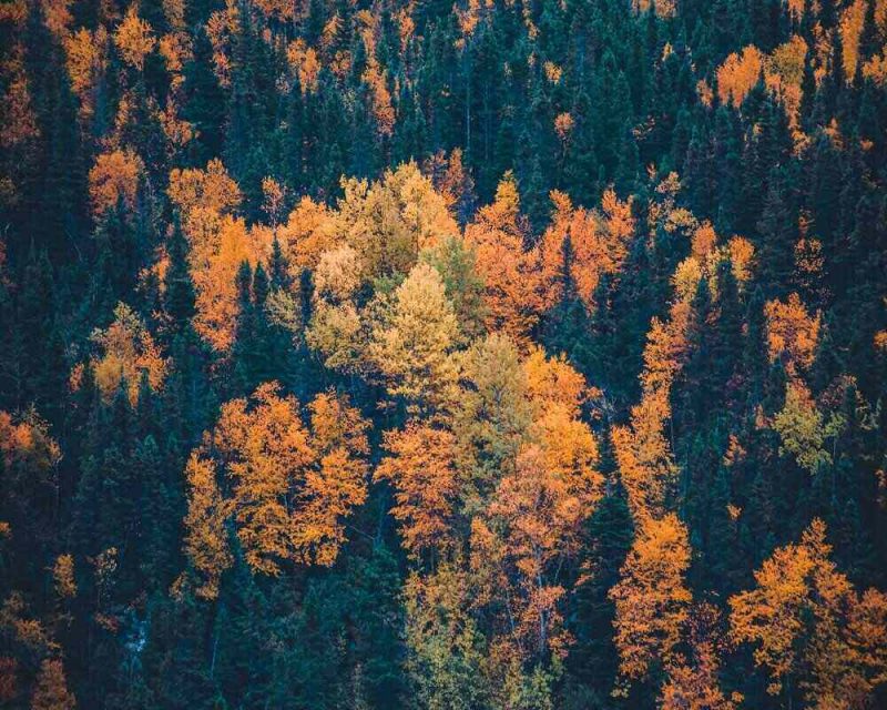 Fall hikes are the perfect time to see larch trees