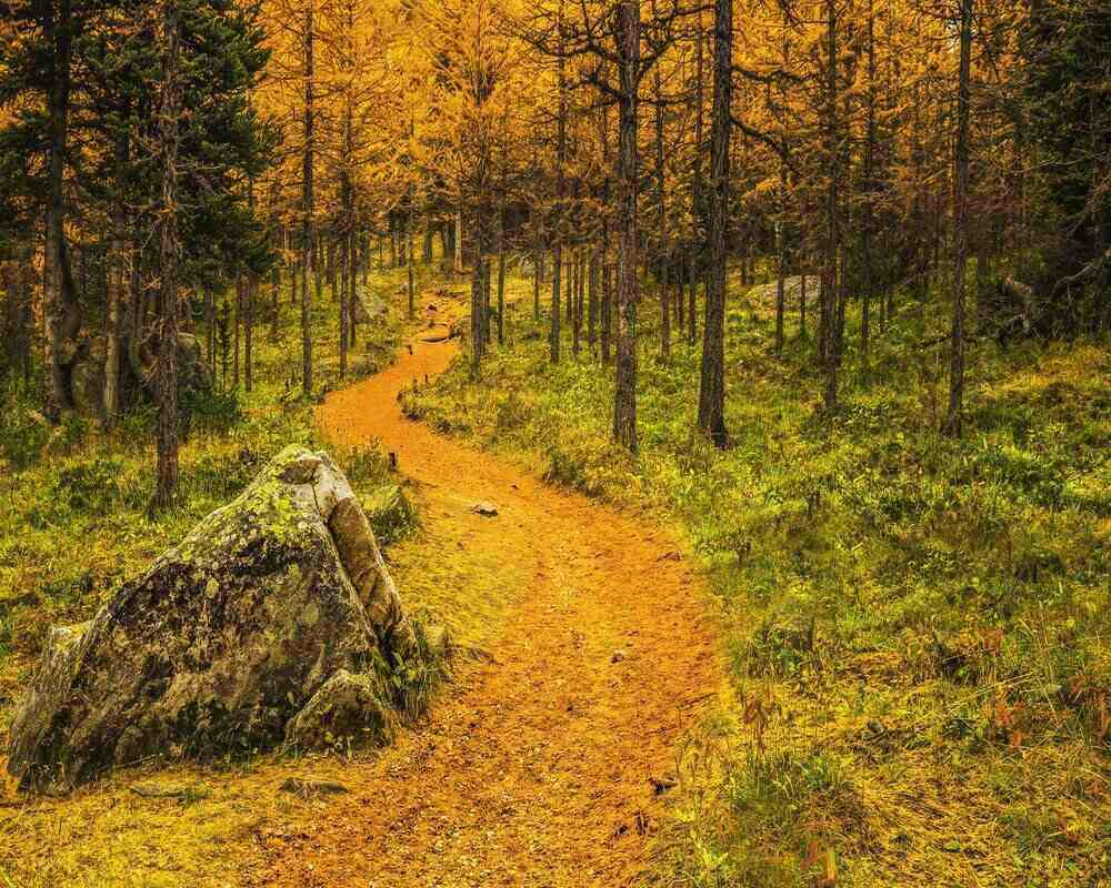 Fall Hikes, Larch Trees