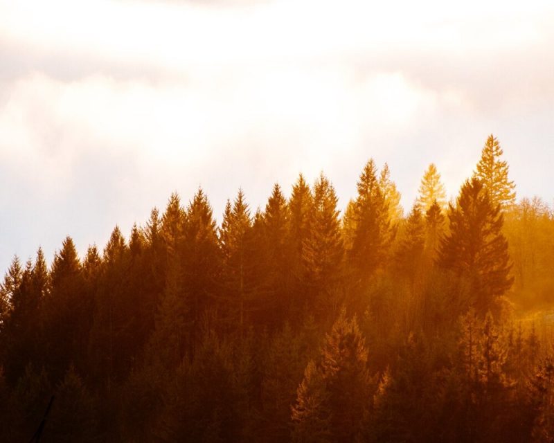 Golden beauty of larches on a fall hike