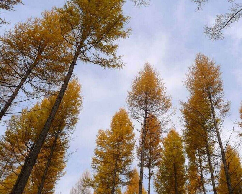 Towering larches