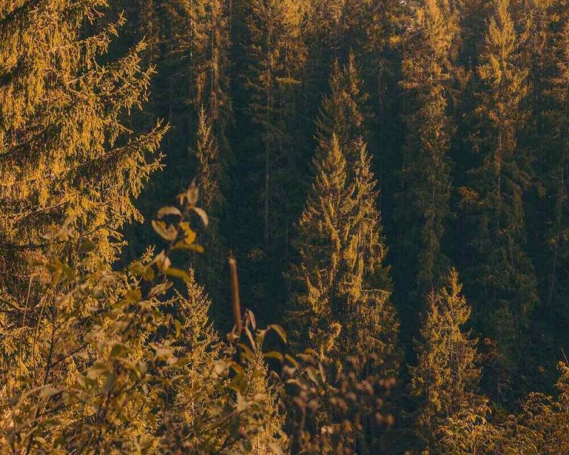 Golden larch trees in September