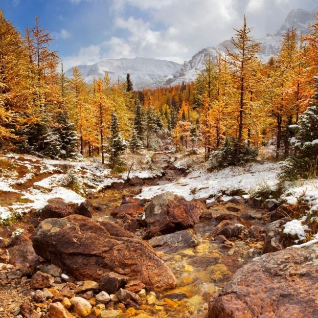 larch trees 