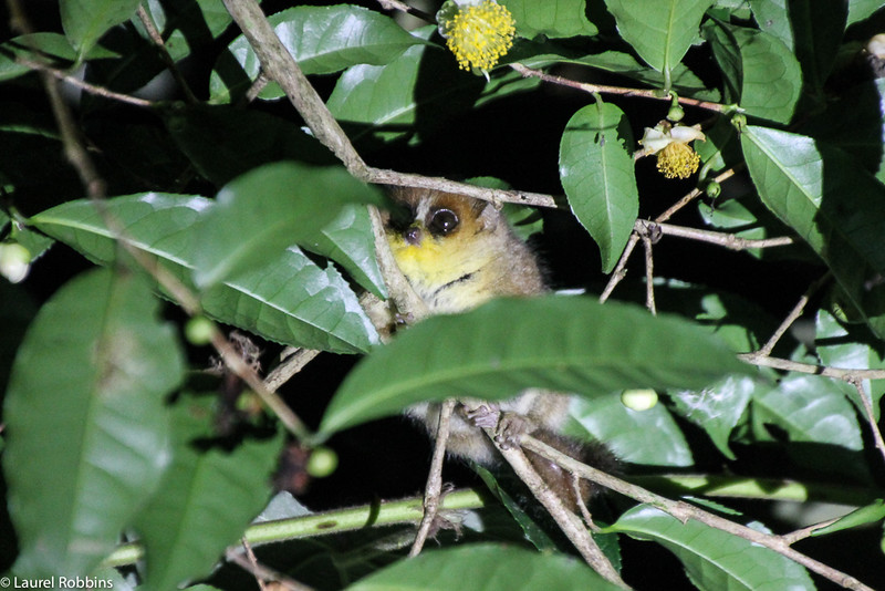 Picture of a nocturnal mouse lemur in Madagascar