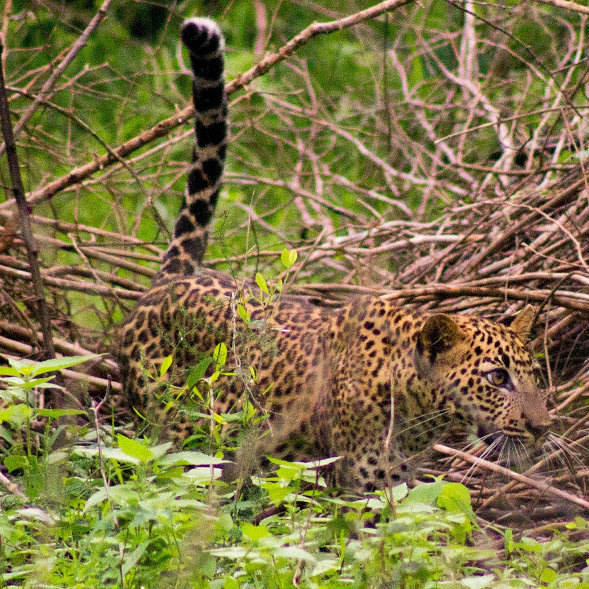 a young leopard cub in Yala