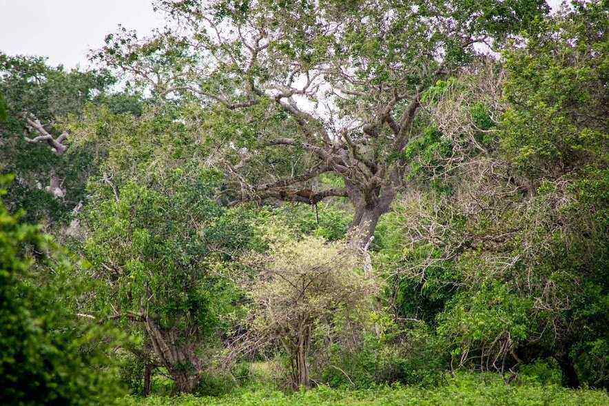 leopard sitting high in tree in Yala