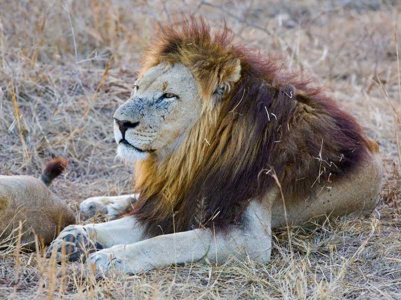 when you're at Hlane Royal Park look carefully for lions