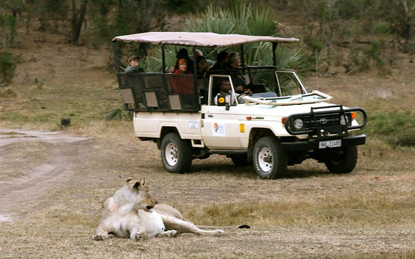 Lioness seen from a safari jeep