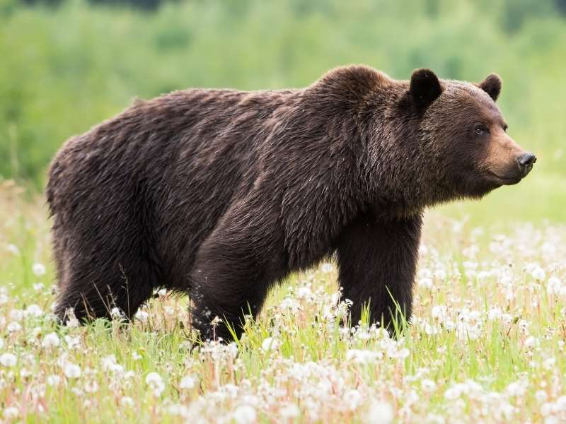 grizzly bears are a wildlife highlight in Banff