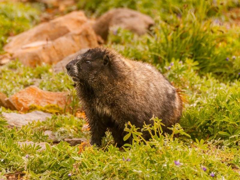 don't forget about the smaller wildlife species in Banff like the Hoary Marmot