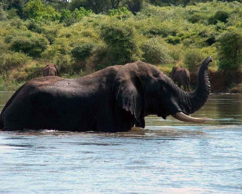 Live animal cameras in the wild